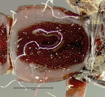 Media type: image;   Entomology 33348 Aspect: pronotum dorsal